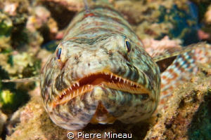 Lizard fish up close and personal. by Pierre Mineau 